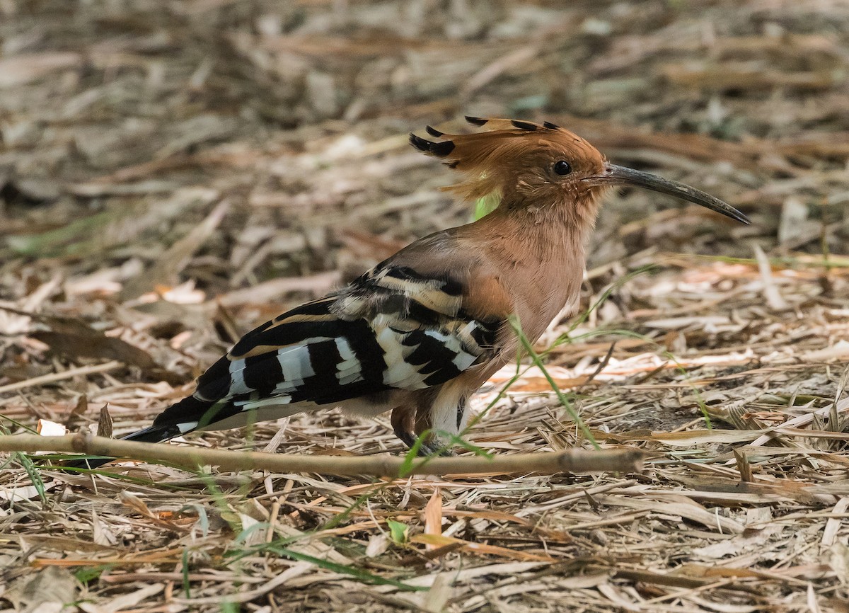 Eurasian Hoopoe - ML622953859