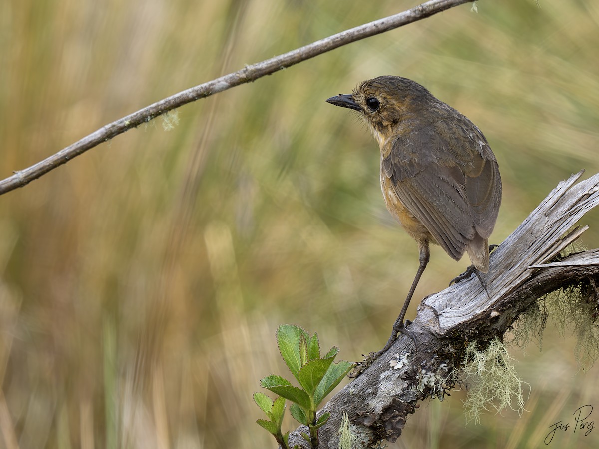 Tawny Antpitta - Jus Pérez Martín