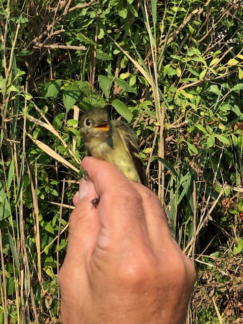 Yellow-bellied Flycatcher - ML622953918