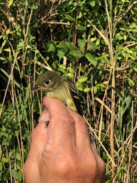 Yellow-bellied Flycatcher - ML622953919