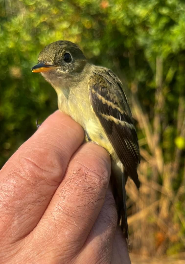 Yellow-bellied Flycatcher - ML622953920