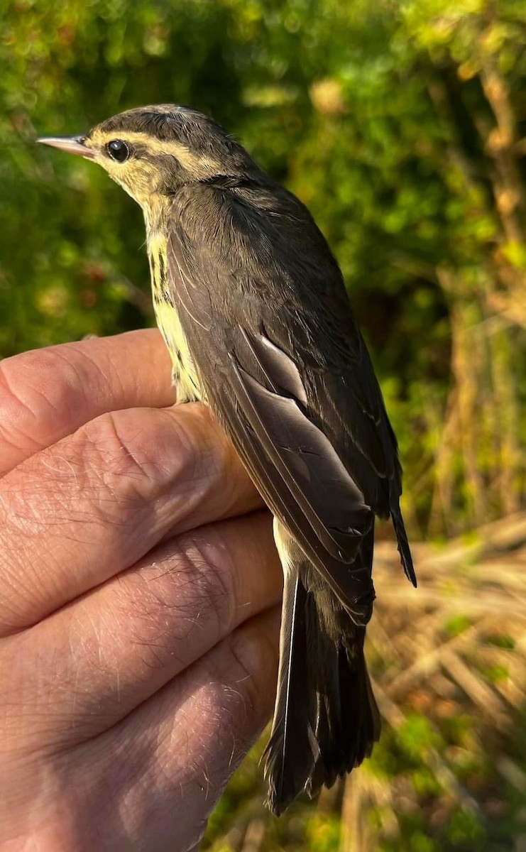 Northern Waterthrush - ML622953922