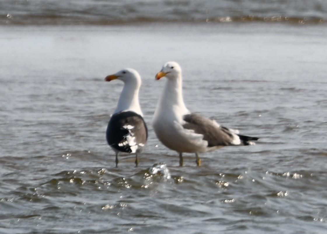 Kelp Gull - Anonymous