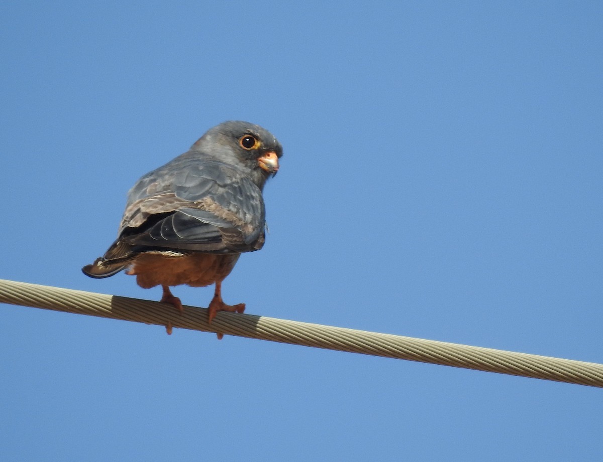 Red-footed Falcon - ML622953968