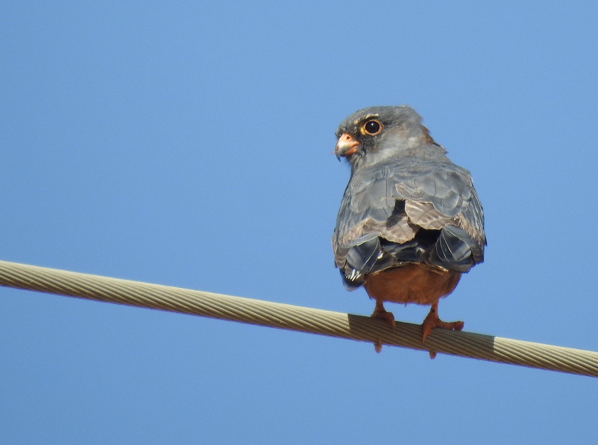 Red-footed Falcon - ML622953970