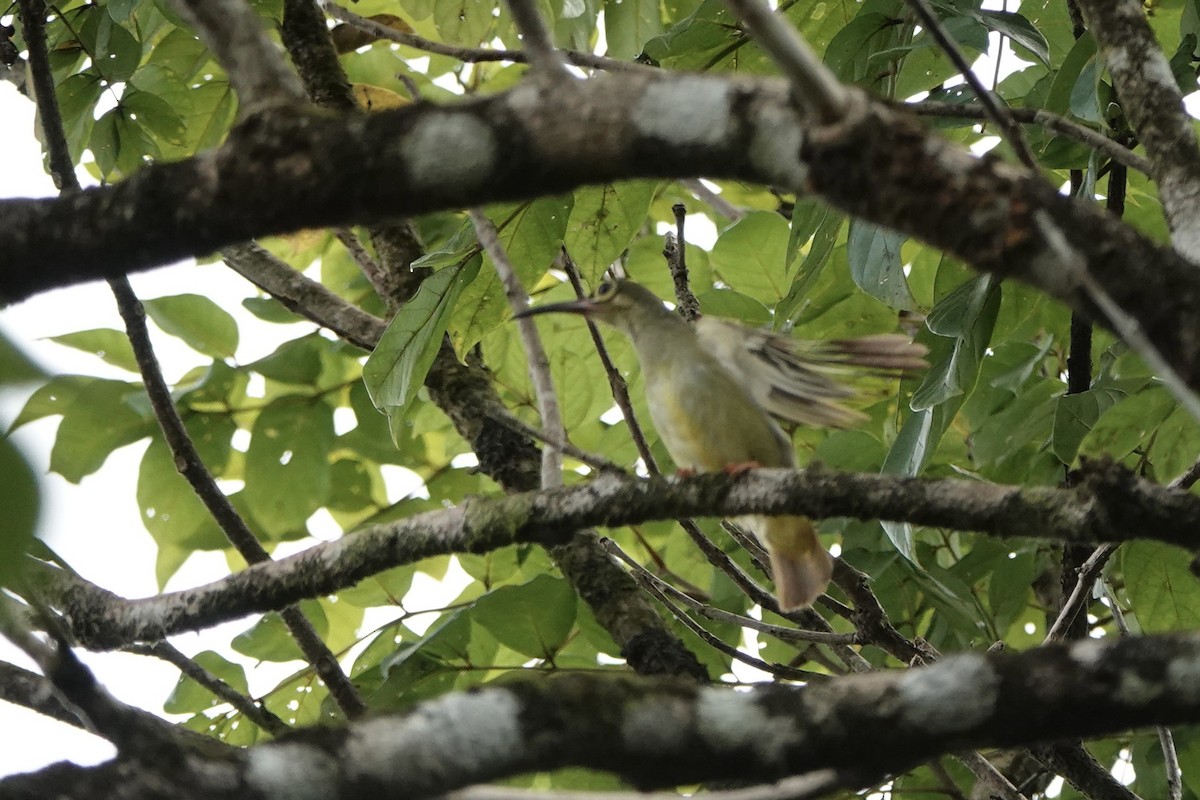 Spectacled Spiderhunter - ML622953975