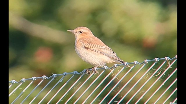 ハシグロヒタキ（oenanthe／libanotica） - ML622954158