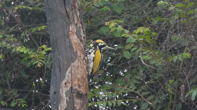 White-naped Woodpecker - ML622954175