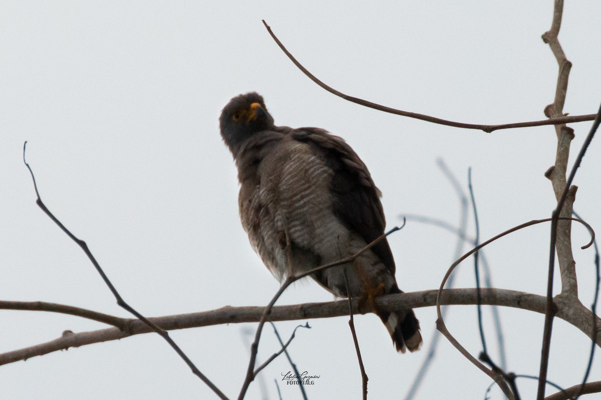 Roadside Hawk - Libelia Guzmán