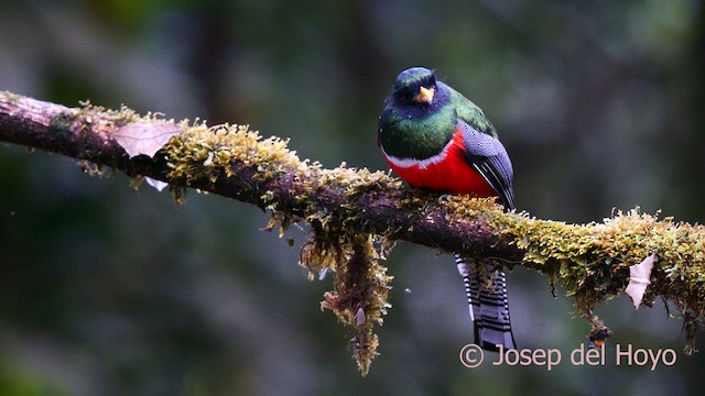 Jungferntrogon - ML622954216