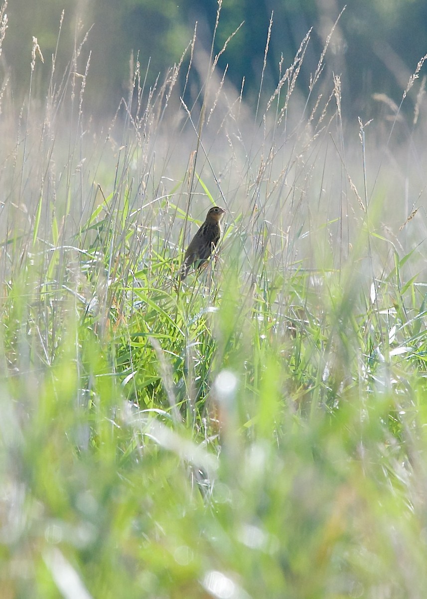 bobolink americký - ML622954253