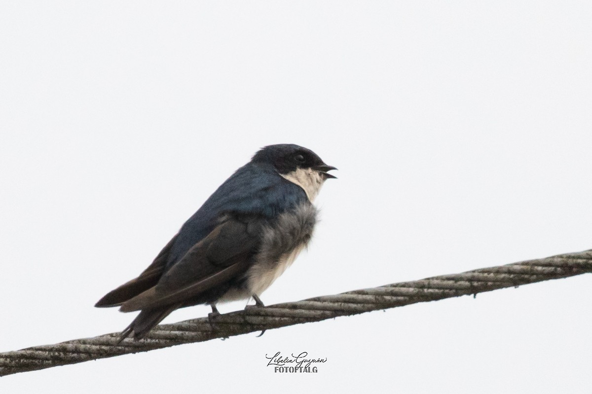 Blue-and-white Swallow - ML622954263