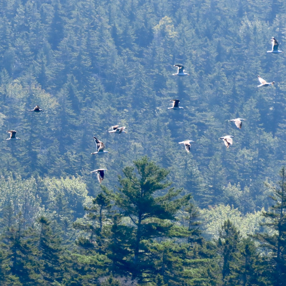 Great Black-backed Gull - ML622954274