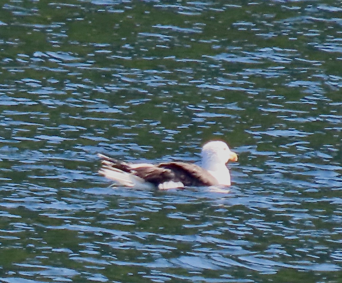 Great Black-backed Gull - ML622954279