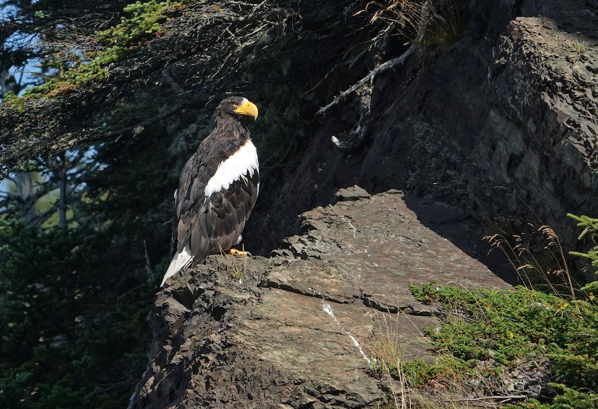 Steller's Sea-Eagle - ML622954283