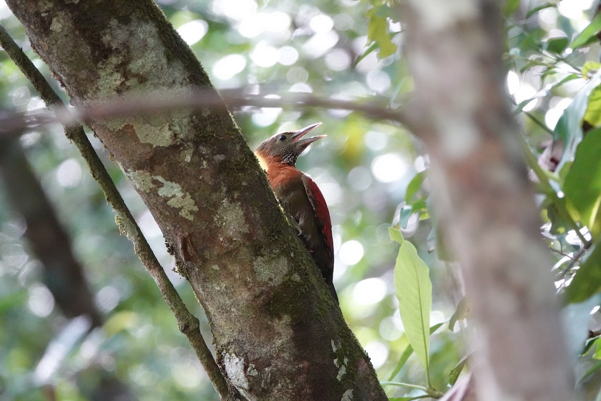 Checker-throated Woodpecker - ML622954293