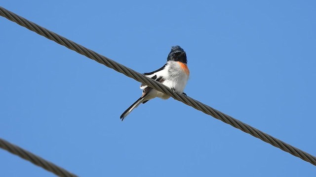 White-bellied Minivet - ML622954294