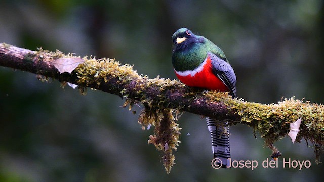 Collared Trogon - ML622954327