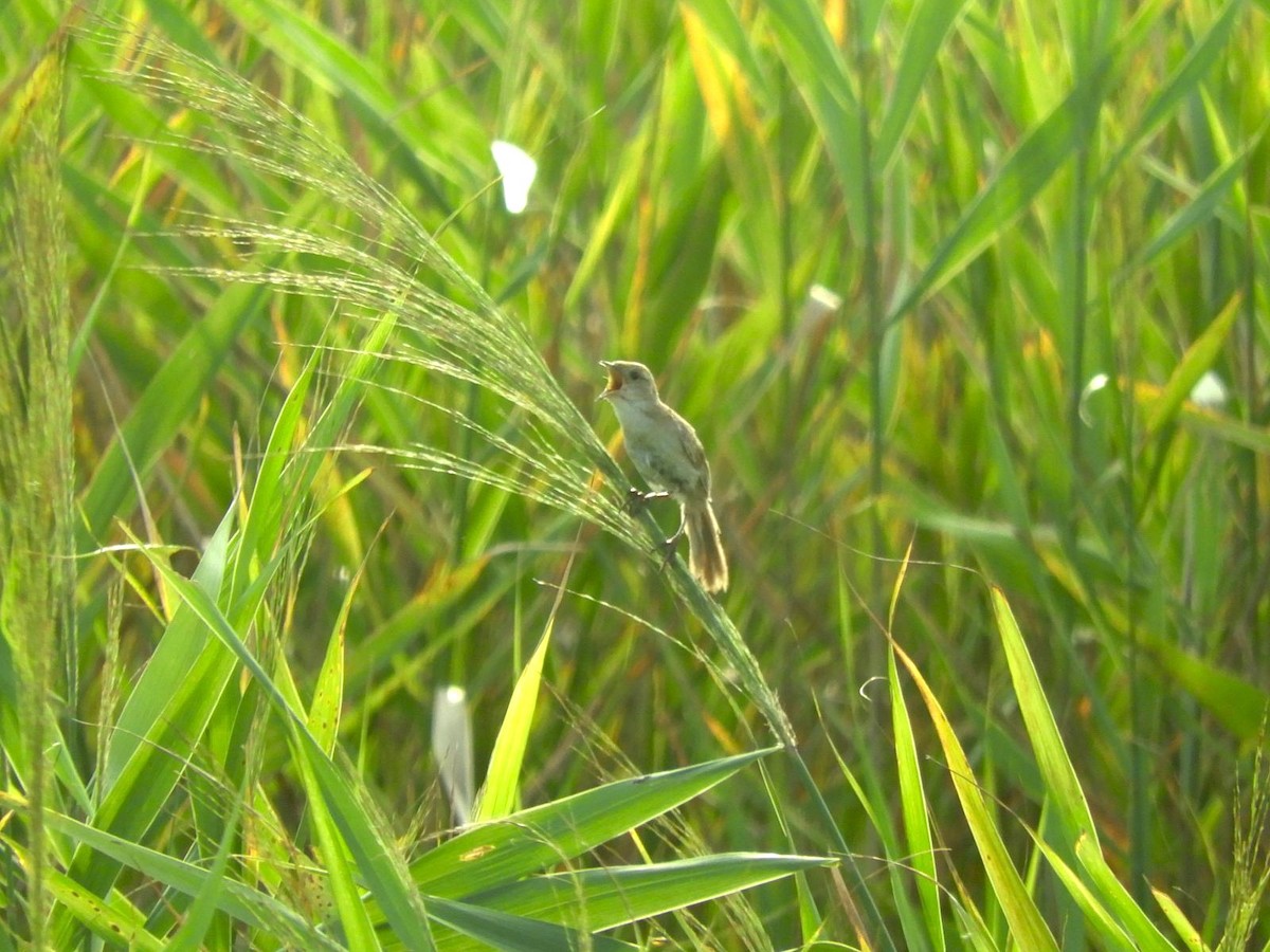 Marsh Grassbird - ML622954331