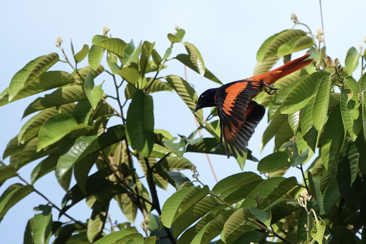 Scarlet Minivet - ML622954346