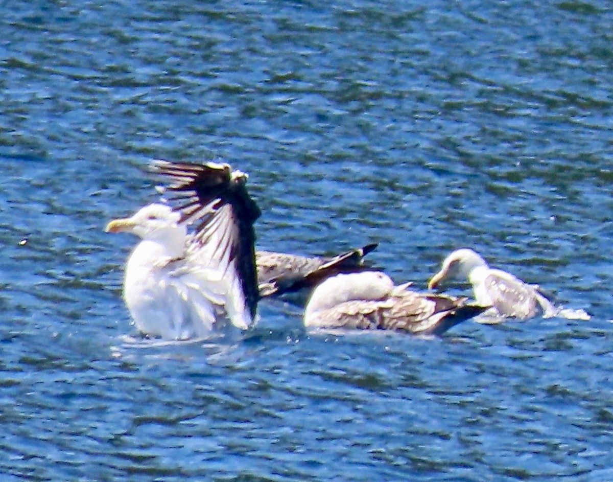 Great Black-backed Gull - ML622954356