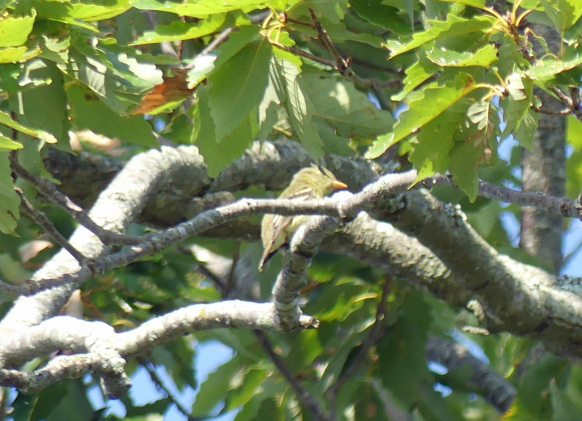 Yellow-bellied Flycatcher - ML622954375