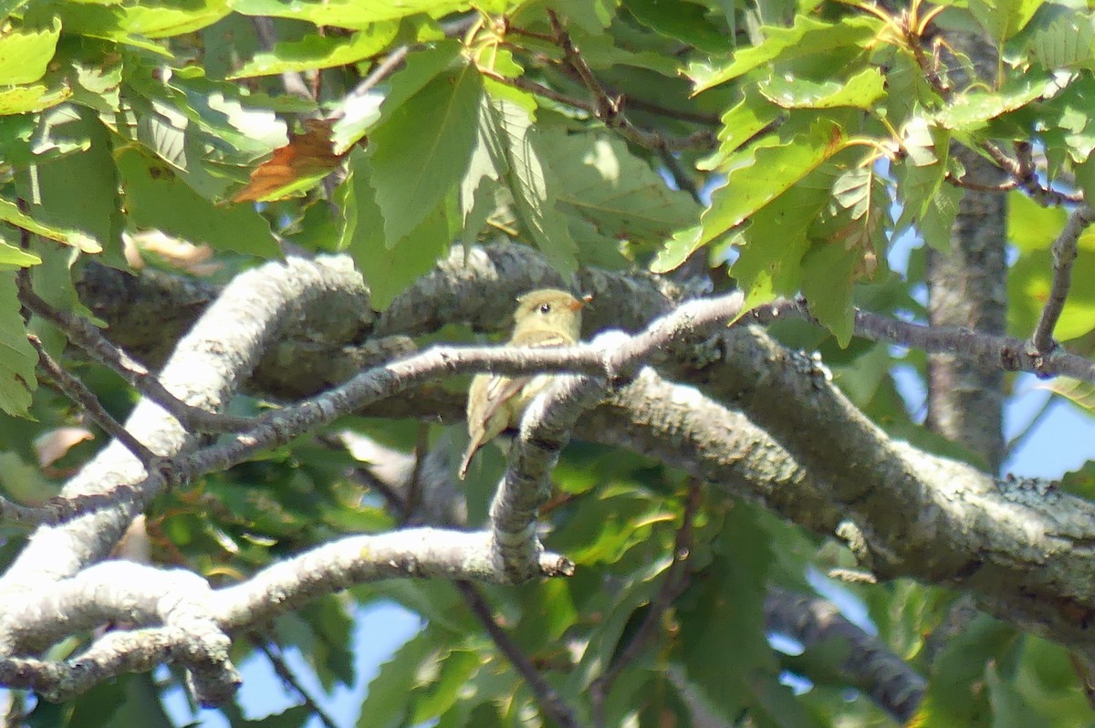 Yellow-bellied Flycatcher - ML622954376