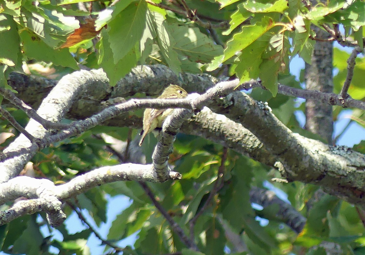 Yellow-bellied Flycatcher - ML622954377