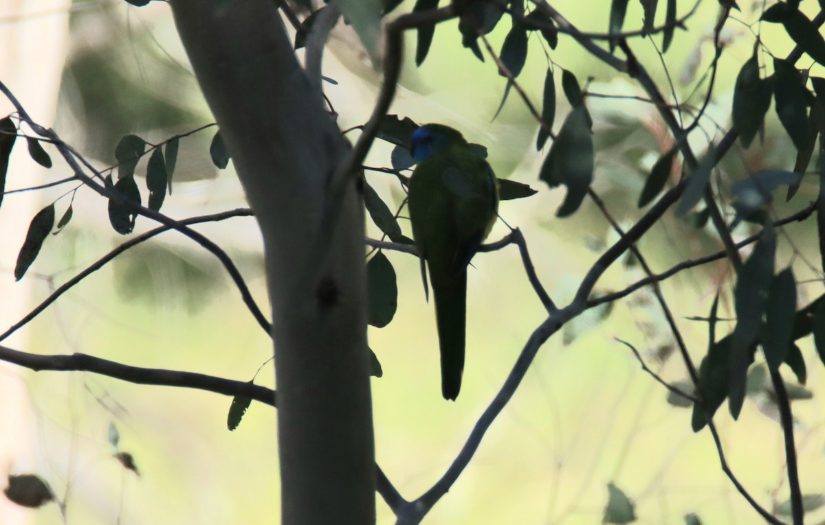 Turquoise Parrot - ML622954454