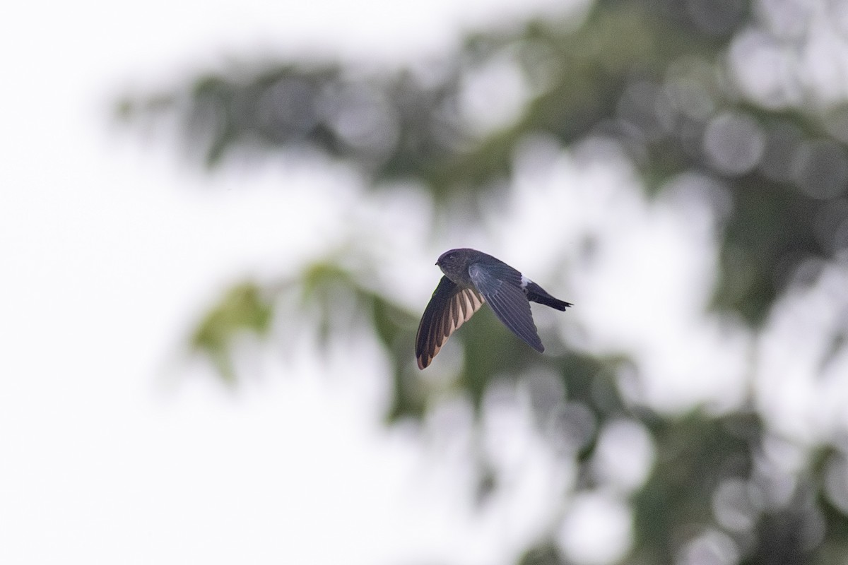 Satin Swiftlet - ML622954456