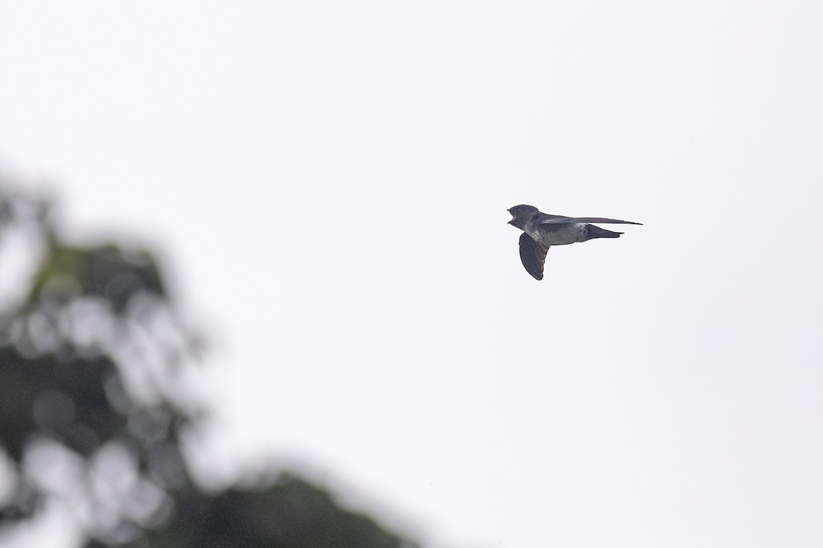 Satin Swiftlet - ML622954457