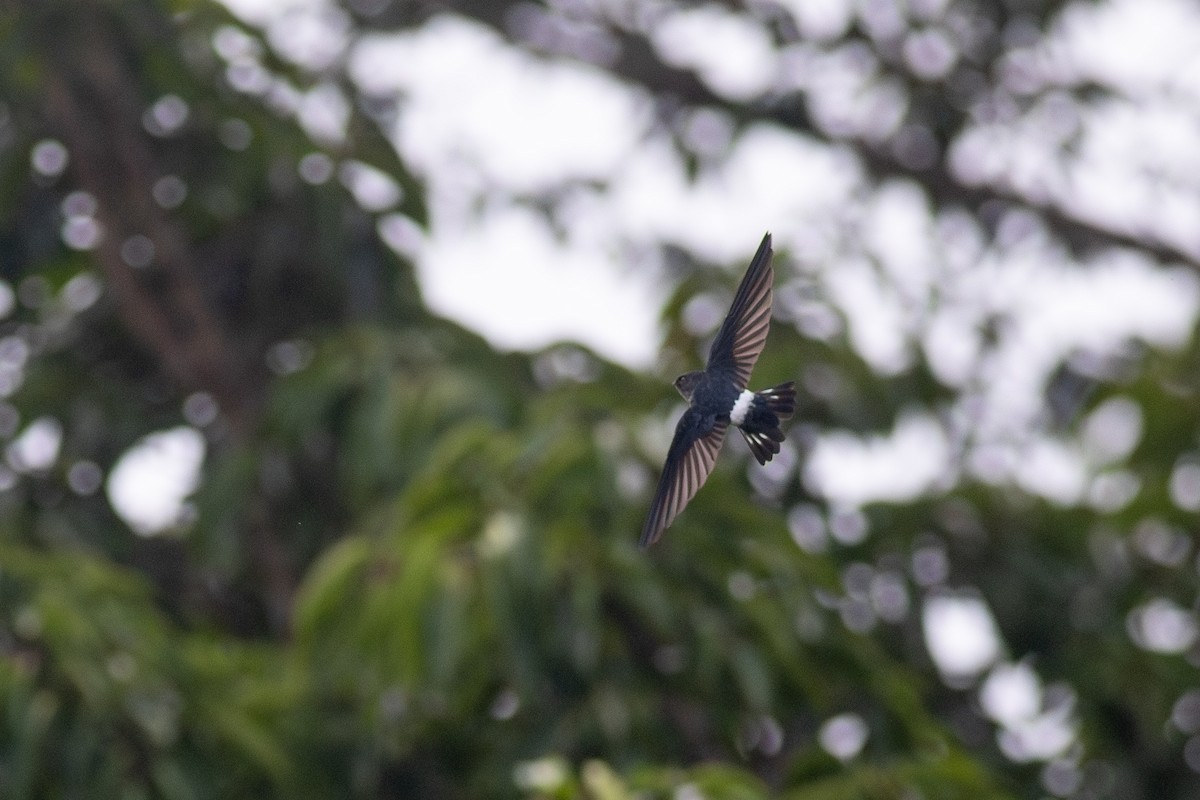 Satin Swiftlet - ML622954458