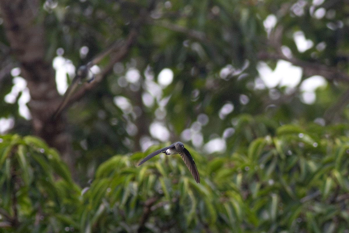 Satin Swiftlet - ML622954459