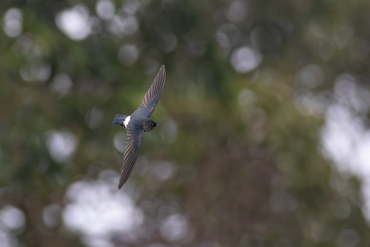Satin Swiftlet - ML622954460