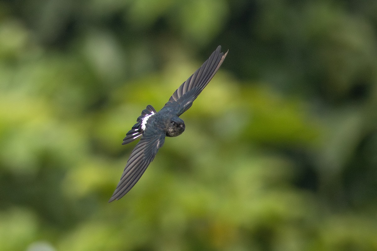 Satin Swiftlet - ML622954461