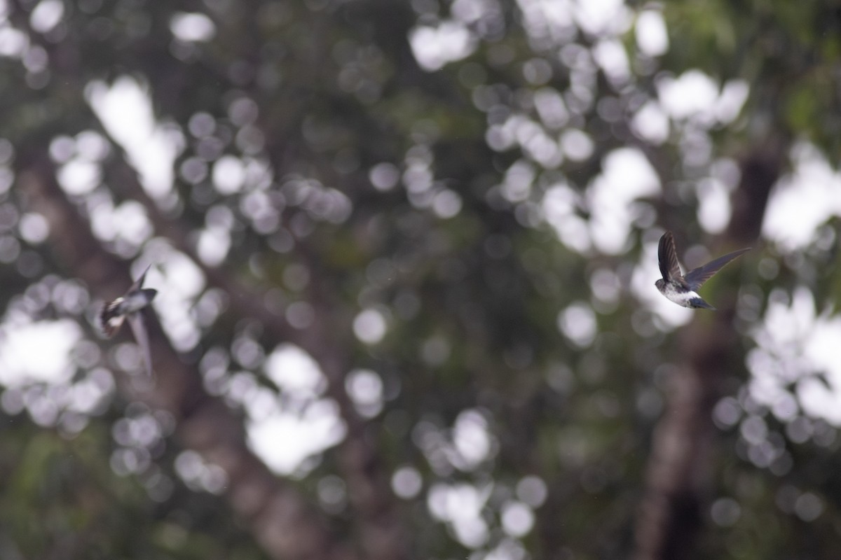 Satin Swiftlet - ML622954462