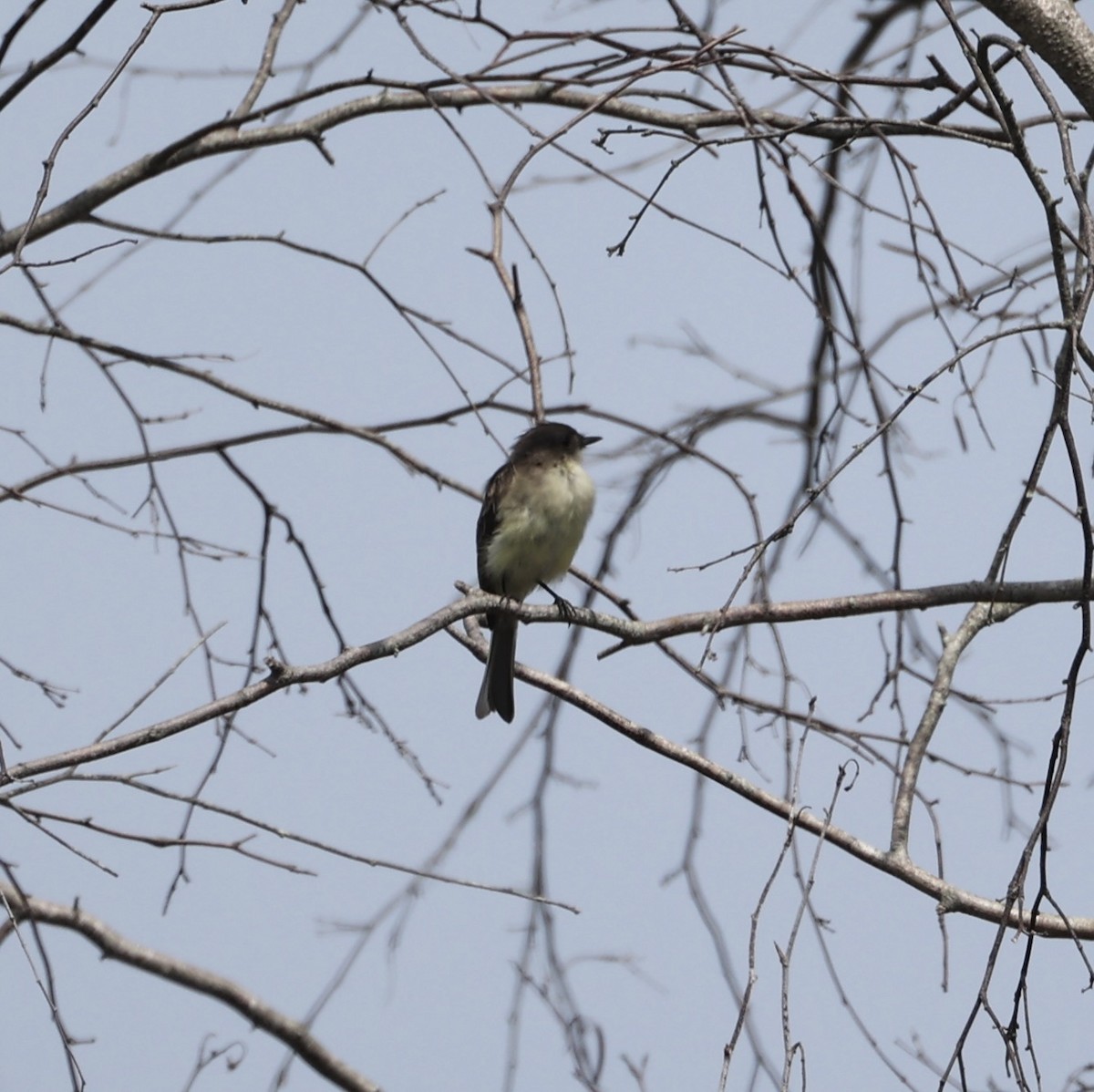 Eastern Phoebe - ML622954544