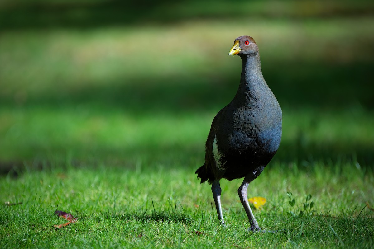 Tasmanian Nativehen - ML622954593