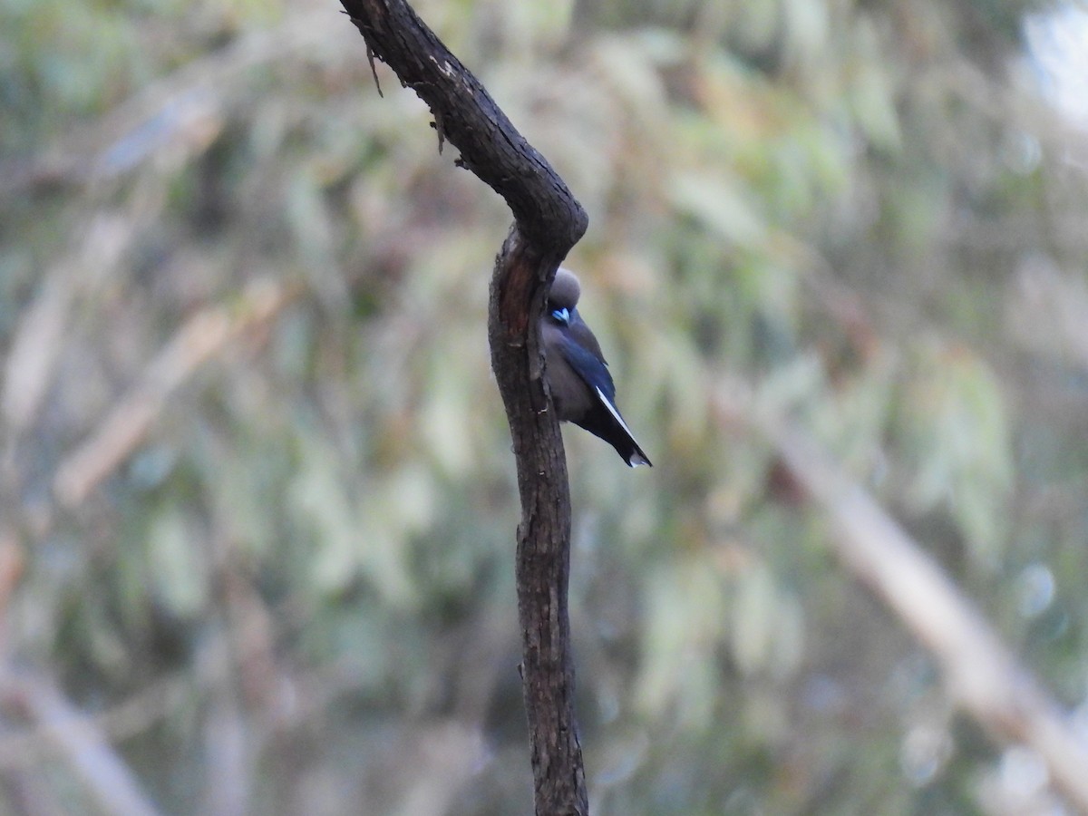 Dusky Woodswallow - ML622954644