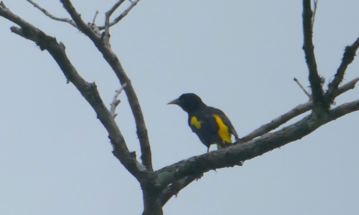 Yellow-rumped Cacique - Pierre Bonmariage