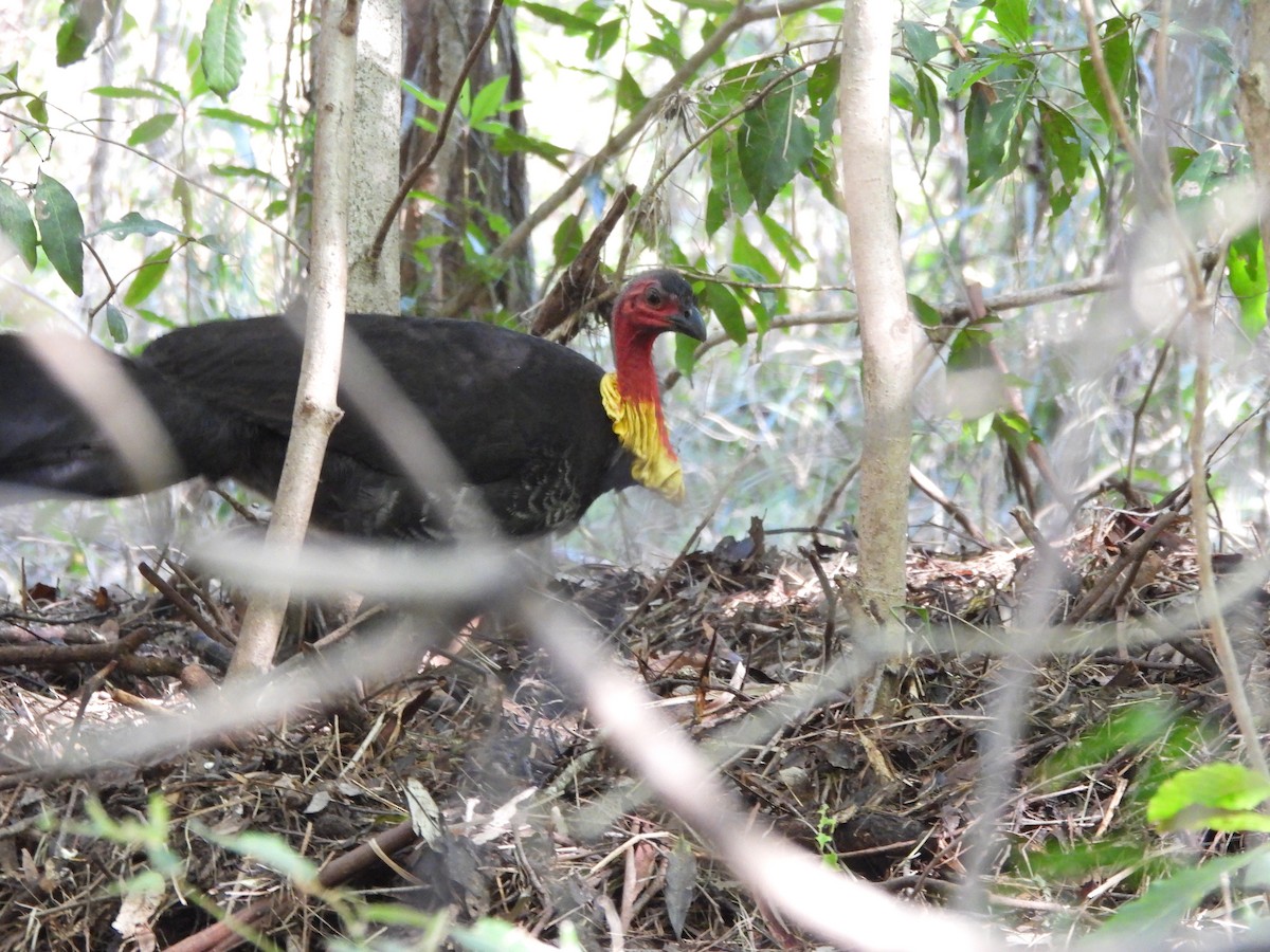 Australian Brushturkey - Vivian Henderson