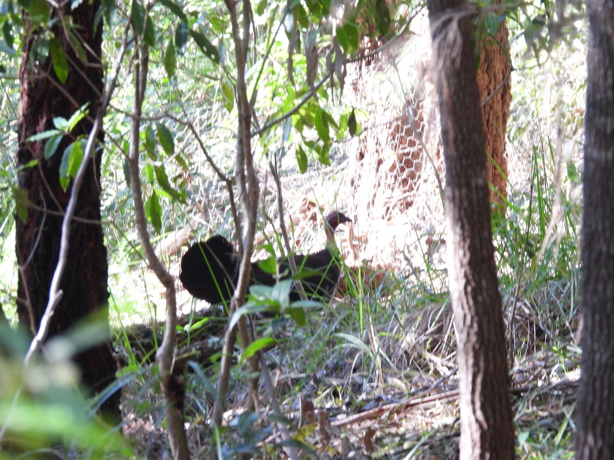 Australian Brushturkey - ML622954699