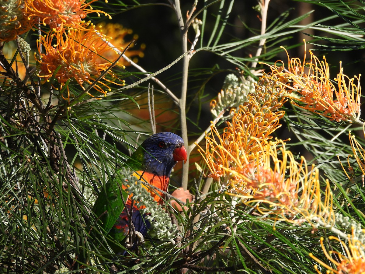 Rainbow Lorikeet - ML622954703