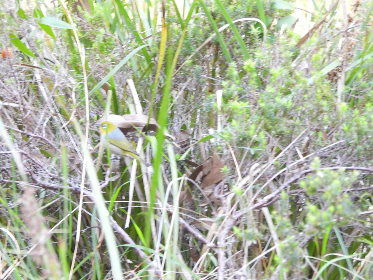 Silvereye - Vivian Henderson