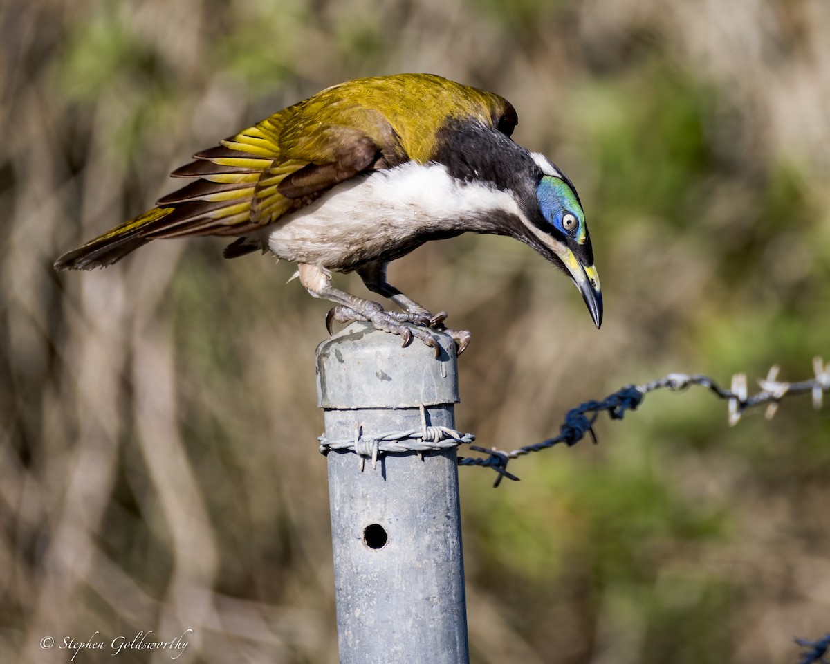 Blue-faced Honeyeater - Stephen Goldsworthy