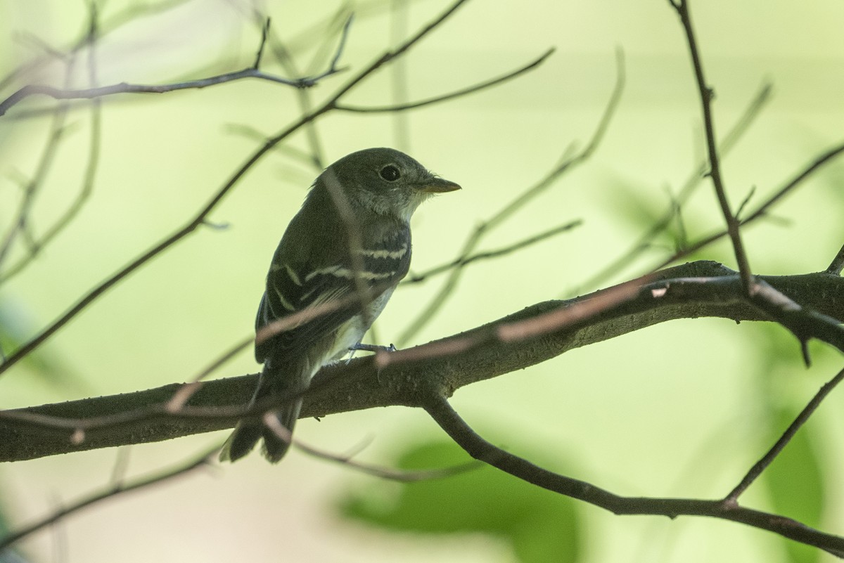 Least Flycatcher - ML622955004