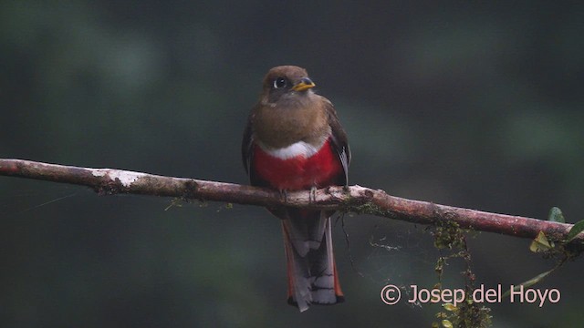 Collared Trogon - ML622955150