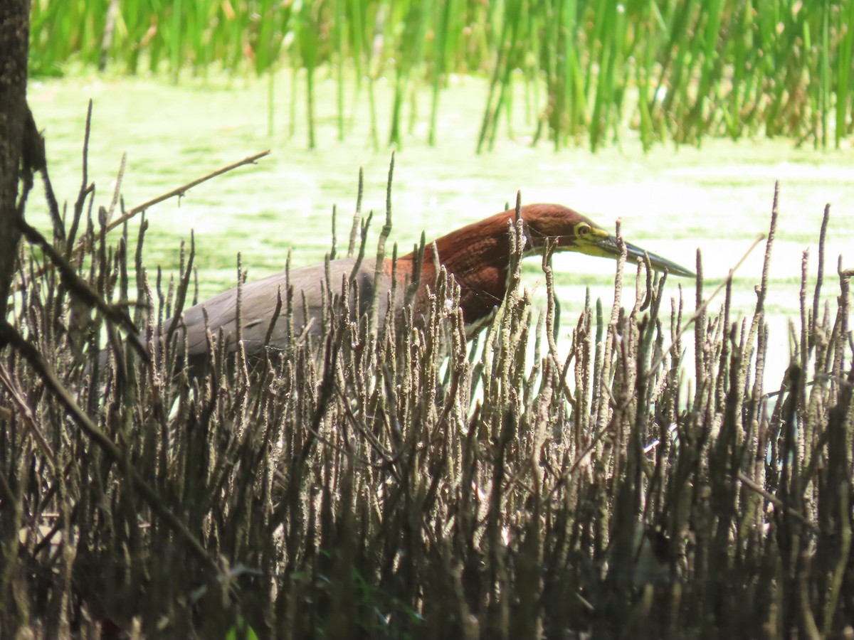 Rufescent Tiger-Heron - ML622955176