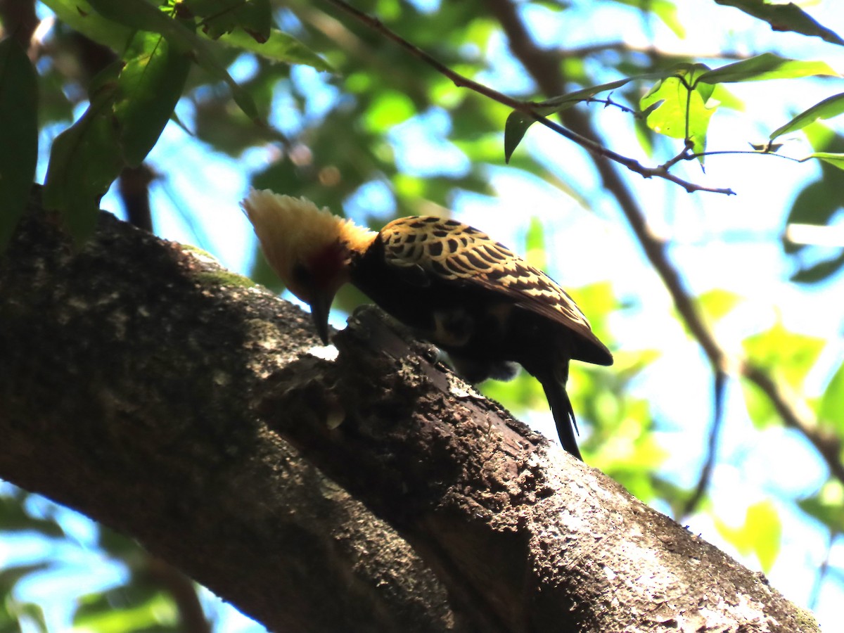 Ochre-backed Woodpecker - Katherine Holland