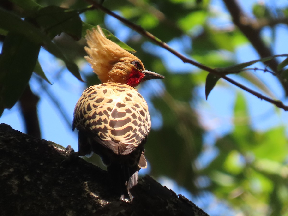 Ochre-backed Woodpecker - ML622955212